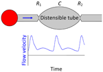 Flow dynamics in kidney transplants