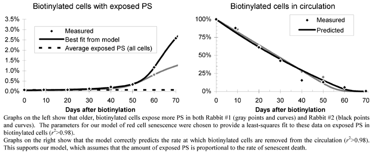 Phosphatidylserine exposure in red cell aging