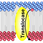 Phosphatidylserine exposure