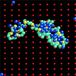 Polymer attaching to a surface