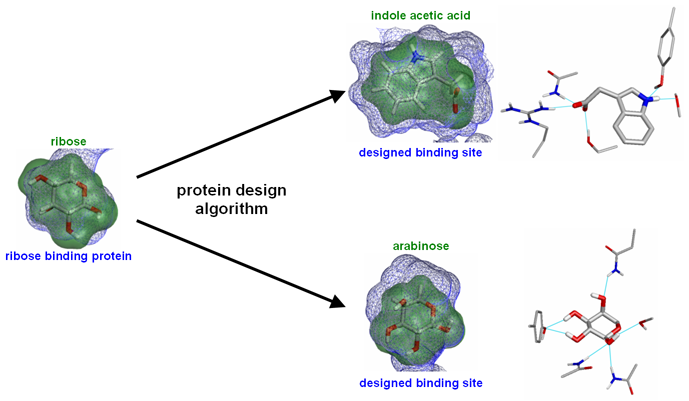Protein design