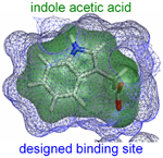 Protein design